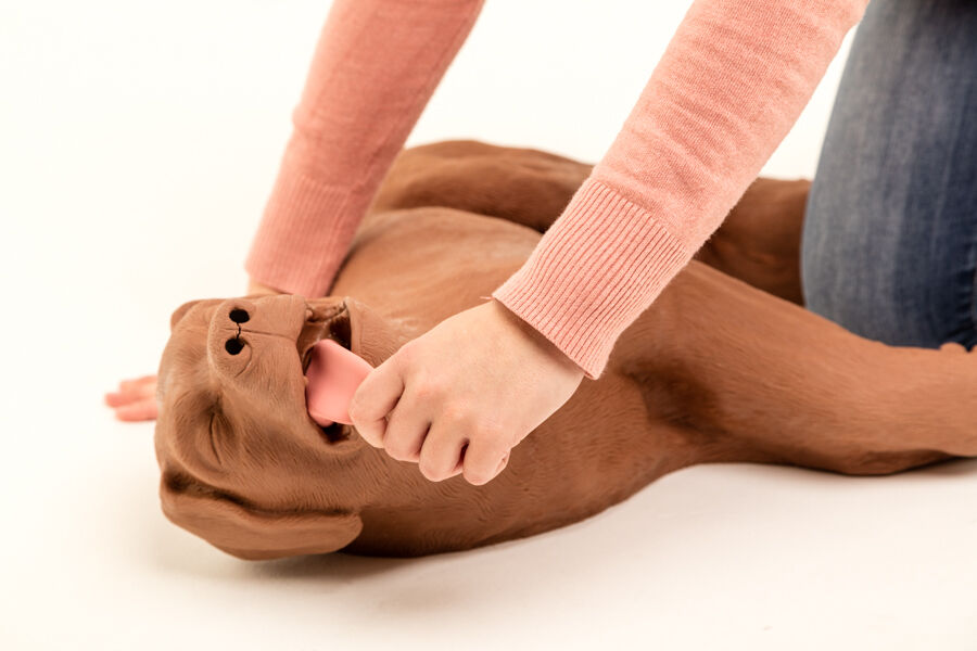 CasPeR the CPR dog